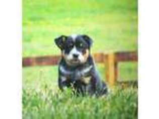Australian Cattle Dog Puppy for sale in Staunton, VA, USA