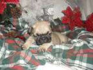 Pug Puppy for sale in Memphis, TN, USA