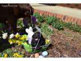 Labrador Retriever Puppy for sale in Singers Glen, VA, USA