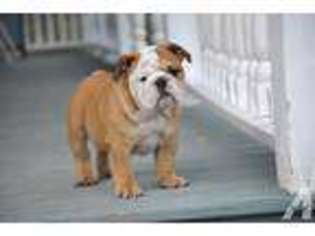Bulldog Puppy for sale in MONTGOMERY CENTER, VT, USA