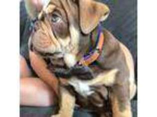 Bulldog Puppy for sale in Killen, AL, USA