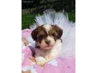 Havanese Puppy for sale in Belleville, IL, USA