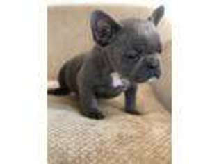 French Bulldog Puppy for sale in Hilmar, CA, USA