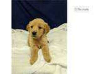 Golden Retriever Puppy for sale in Fort Worth, TX, USA