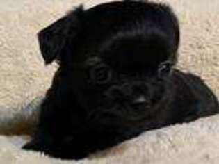 Mal-Shi Puppy for sale in Murfreesboro, AR, USA