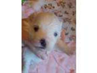 Maltese Puppy for sale in Kerrville, TX, USA