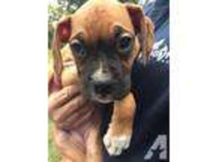 Boxer Puppy for sale in SUMMERFIELD, FL, USA