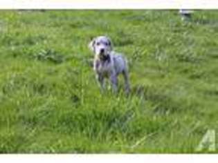 Great Dane Puppy for sale in AMITY, OR, USA