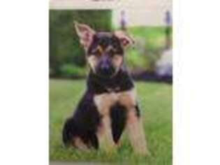 German Shepherd Dog Puppy for sale in New Holland, PA, USA