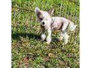 Chinese Crested Puppy for sale in Milton, GA, USA