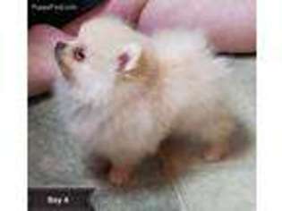 Pomeranian Puppy for sale in Rose City, MI, USA