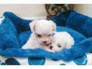 Maltese Puppy for sale in WESTMINSTER, CA, USA