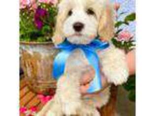 Goldendoodle Puppy for sale in Mapleton, UT, USA