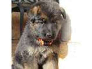 German Shepherd Dog Puppy for sale in Danielsville, GA, USA