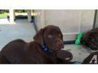 Labrador Retriever Puppy for sale in CORONA, CA, USA