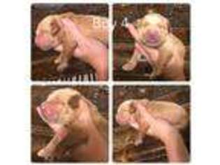 Golden Retriever Puppy for sale in Enumclaw, WA, USA