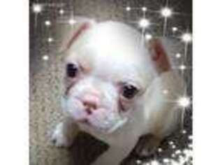 Boston Terrier Puppy for sale in Auburn, MI, USA