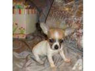 Chihuahua Puppy for sale in CALABASAS, CA, USA