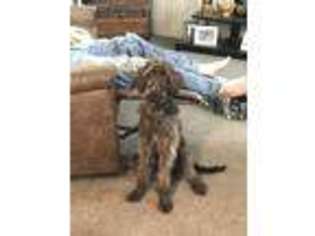 Labradoodle Puppy for sale in Shelbyville, TN, USA