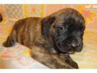 Medium Photo #1 Mastiff Puppy For Sale in Springfield, MO, USA
