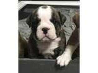 Bulldog Puppy for sale in Spring, TX, USA