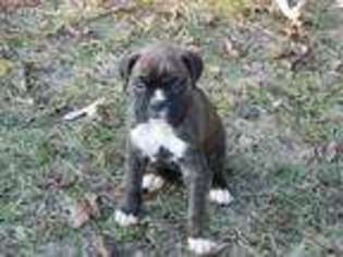 Boxer Puppy for sale in Beech Island, SC, USA