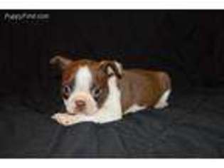 Boston Terrier Puppy for sale in Conway, MO, USA