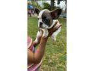 French Bulldog Puppy for sale in Butler, NJ, USA