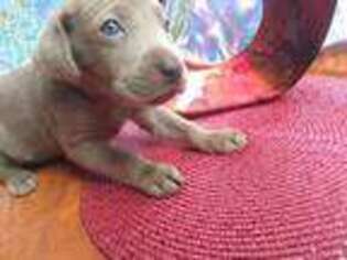 Labrador Retriever Puppy for sale in East Stroudsburg, PA, USA