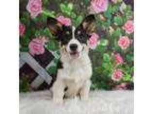 Pembroke Welsh Corgi Puppy for sale in Warsaw, IN, USA