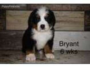 Bernese Mountain Dog Puppy for sale in Cherryvale, KS, USA