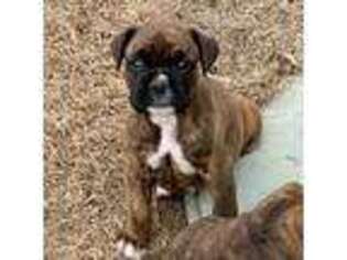 Boxer Puppy for sale in Coweta, OK, USA