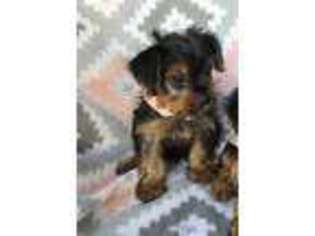 Yorkshire Terrier Puppy for sale in Bellville, TX, USA
