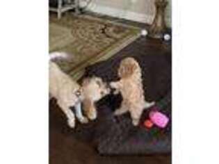 Cavapoo Puppy for sale in Harker Heights, TX, USA