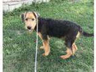 Airedale Terrier Puppy for sale in Glasco, KS, USA
