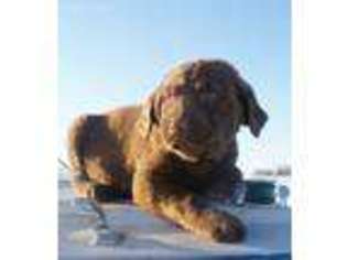 Chesapeake Bay Retriever Puppy for sale in Scottsville, KY, USA