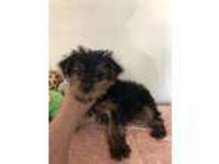 Yorkshire Terrier Puppy for sale in Saint Hedwig, TX, USA