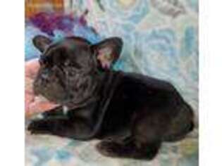 French Bulldog Puppy for sale in Myrtle Creek, OR, USA