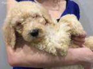 Goldendoodle Puppy for sale in Stillwater, MN, USA