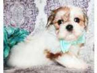 Shorkie Tzu Puppy for sale in Dewey, AZ, USA