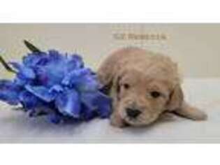 Goldendoodle Puppy for sale in Milford, MI, USA