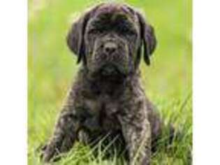 Mastiff Puppy for sale in Richmond, TX, USA