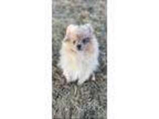 Pomeranian Puppy for sale in Denver, CO, USA