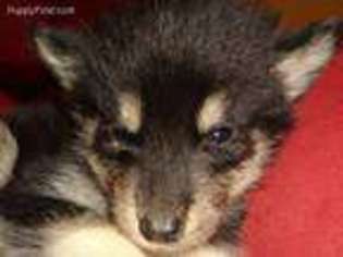 Alaskan Malamute Puppy for sale in Boone, NC, USA