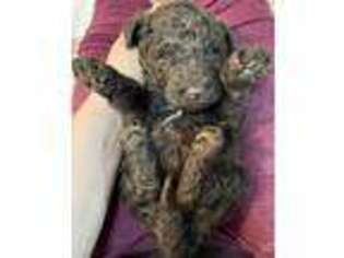 Labradoodle Puppy for sale in Summerfield, FL, USA