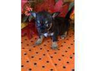 Chihuahua Puppy for sale in Gaffney, SC, USA
