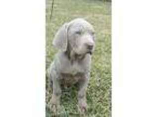 Weimaraner Puppy for sale in Dundee, OH, USA