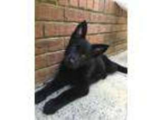 German Shepherd Dog Puppy for sale in NORWOOD, NC, USA