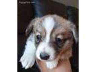 Pembroke Welsh Corgi Puppy for sale in Lilburn, GA, USA