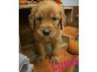 Golden Retriever Puppy for sale in Hoosick Falls, NY, USA